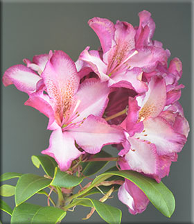 Rhododendron 'Midnight Mystique' | Rhododendrons (Hybrids & species)