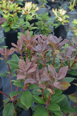 Rhododendron 'Moser's Maroon' | Rhododendrons (Hybrids & species)