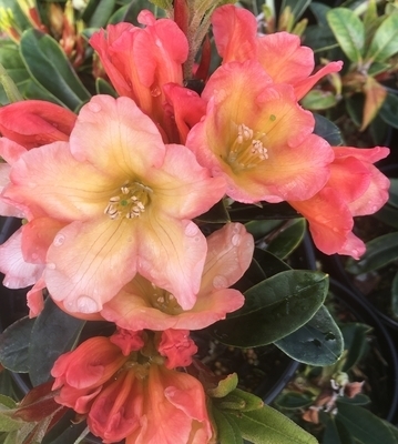Rhododendron 'Neon' | Rhododendrons (Hybrids & species)