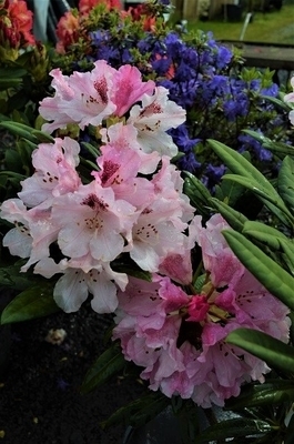 Rhododendron 'Noble Mountain' | Rhododendrons (Hybrids & species)