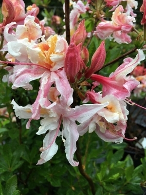 Rhododendron occidentale | Deciduous Azaleas