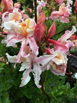 Rhododendron occidentale 'Select' | Deciduous Azaleas