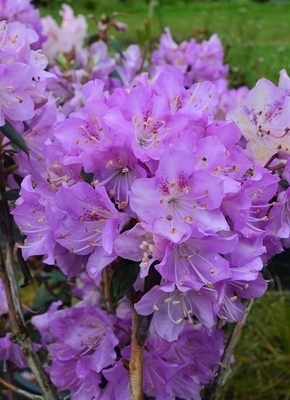 Rhododendron oreotrephes | Rhododendrons (Hybrids & species)