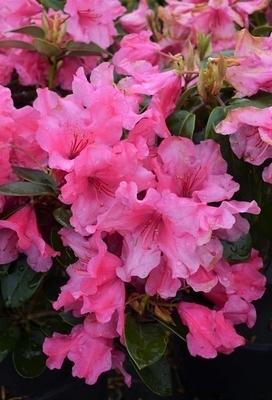 Rhododendron 'Oudijk's Sensation' | Rhododendrons (Hybrids & species)