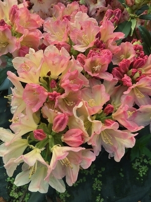 Rhododendron 'Percy Wiseman' | Rhododendrons (Hybrids & species)