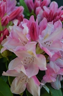 Rhododendron 'Pink Cherub' | Rhododendrons (Hybrids & species)