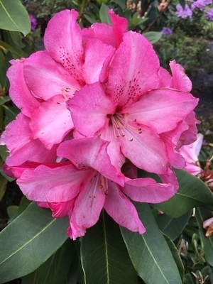 Rhododendron 'Lem's Monarch' | Rhododendrons (Hybrids & species)