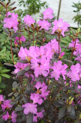 Rhododendron 'Black Satin' | Rhododendrons (Hybrids & species)