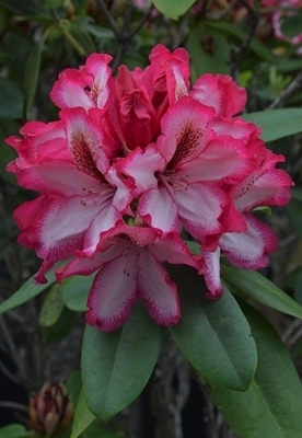 Rhododendron 'Pomegranate Splash' | Rhododendrons (Hybrids & species)