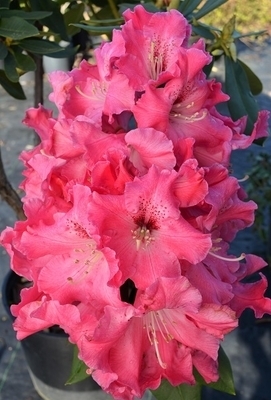Rhododendron 'Pride of Roseburg' | Rhododendrons (Hybrids & species)
