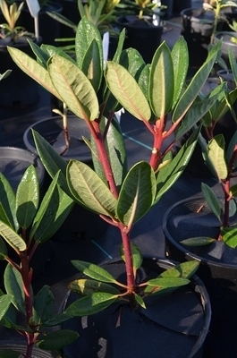 Rhododendron 'Red Wood' | Rhododendrons (Hybrids & species)