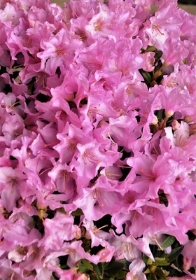 Rhododendron 'Robert Seleger' | Rhododendrons (Hybrids & species)