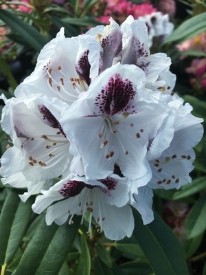 Rhododendron 'Sappho' | Rhododendrons (Hybrids & species)