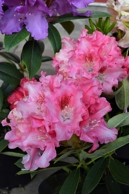 Rhododendron 'Tina Heinje' | Rhododendrons (Hybrids & species)