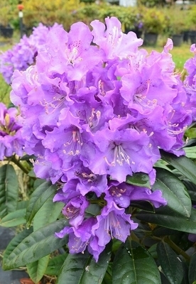 Rhododendron 'True Blue' | Rhododendrons (Hybrids & species)