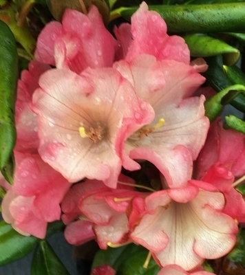 Rhododendron 'Watermelon Fizz' | Rhododendrons (Hybrids & species)