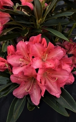 Rhododendron 'Whirlaway' | Rhododendrons (Hybrids & species)