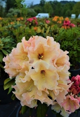 Rhododendron 'Wind River' | Rhododendrons (Hybrids & species)