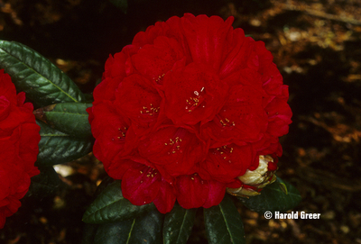 Rhododendron 'Rubicon' | Rhododendrons (Hybrids & species)