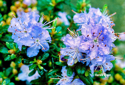 Rhododendron 'Sapphire' | Rhododendrons (Hybrids & species)