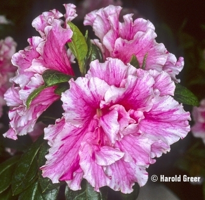 Azalea 'Satellite' | Evergreen Azaleas