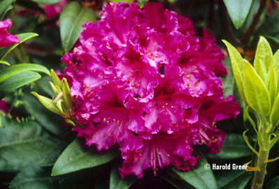 Rhododendron 'Sefton' | Rhododendrons (Hybrids & species)