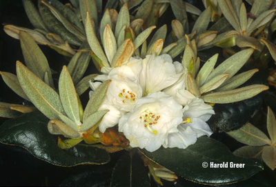 Rhododendron 'Silver Bear' | Rhododendrons (Hybrids & species)