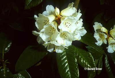 Rhododendron 'Sir Charles Lemon' | Rhododendrons (Hybrids & species)