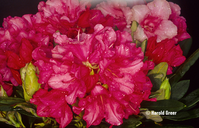 Rhododendron 'Sweet Sue' | Rhododendrons (Hybrids & species)