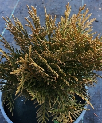 Thuja occidentalis 'Danika' | Conifers