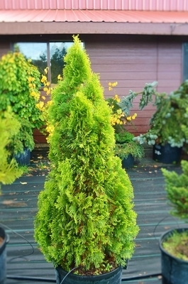Thuja occidentalis 'Janed Gold' | Conifers