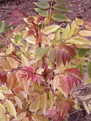 Toona sinensis 'Flamingo' | Japanese Maples, Ornamental Trees