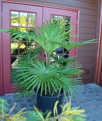 Trachycarpus fortunei | Japanese Maples, Ornamental Trees