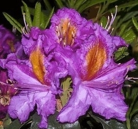 Rhododendron 'Valley Sunrise' | Rhododendrons (Hybrids & species)