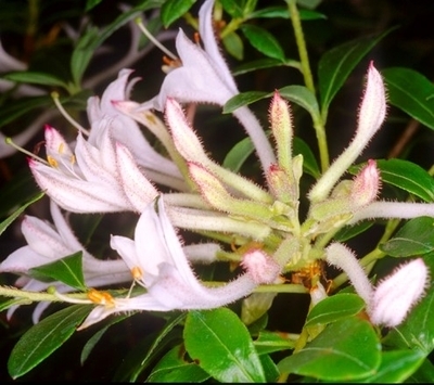 Rhododendron viscosum | Rhododendrons (Hybrids & species)