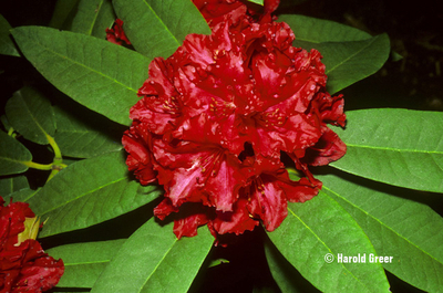 Rhododendron 'Vivacious' | Rhododendrons (Hybrids & species)