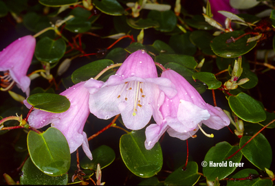 Rhododendron williamsianum | Rhododendrons (Hybrids & species)