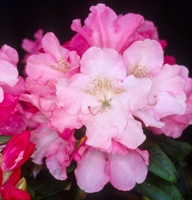 Rhododendron 'Yaku Prince' | Rhododendrons (Hybrids & species)