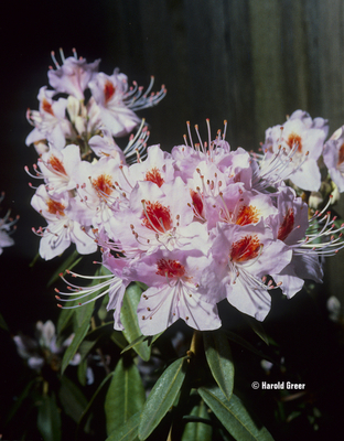 Rhododendron yunnanense | Rhododendrons (Hybrids & species)