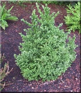 Image Cryptomeria japonica 'Black Dragon'