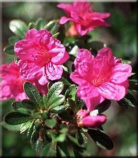 Image Rhododendron kiusianum 'Murasaki Shikibu'