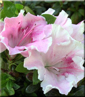 Azalea 'Gumpo Fancy'