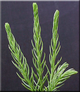 Image Cryptomeria japonica 'cristata