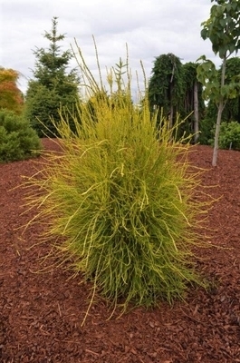 Image Thuja orientalis 'Franky Boy'