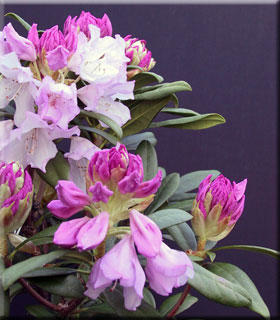 Image Rhododendron 'Pontiyak'