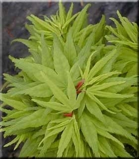 Image Acer palmatum 'Mikawa yatsubusa'