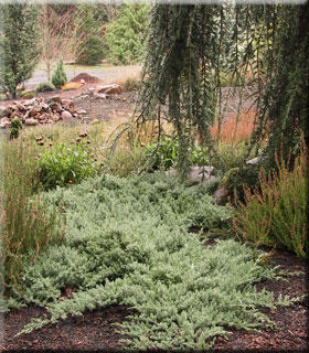 Image Juniperus procumbuns 'Nana'