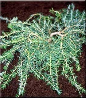 Image Tsuga heterophylla 'Thorsen'