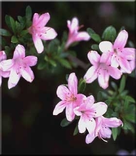Image Azalea 'Nyohozen'