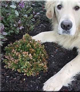 Image Buxus microphylla 'Morris Midget'